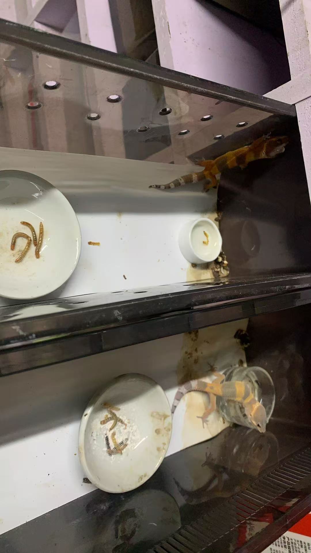 守宫幼崽～包邮包活到手（需录完整的开箱视频）